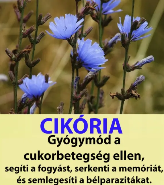 cikoria5002956440519 n