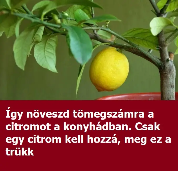citrom8x381
