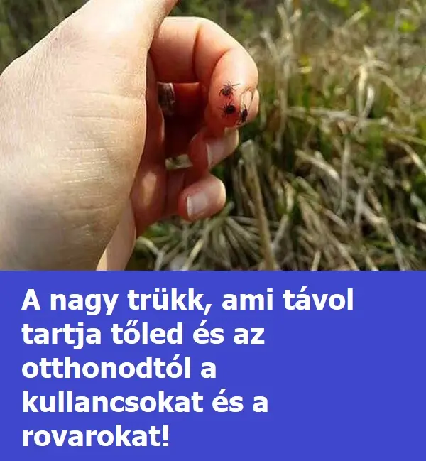 kullancsok 600x381