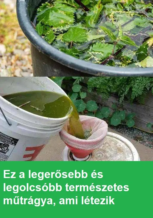 csalan182672388 n