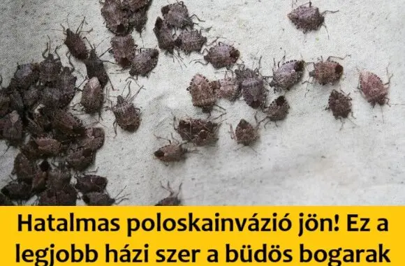 poloskainvazio hazi szer 580x381