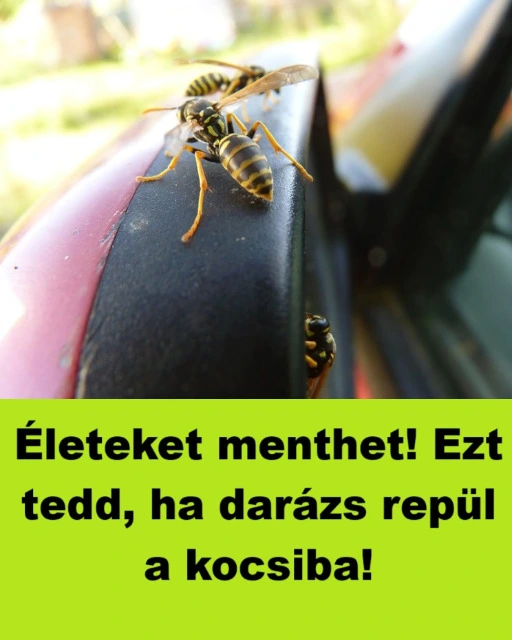 Eleteket menthet Ezt tedd ha darazs repul a kocsiba