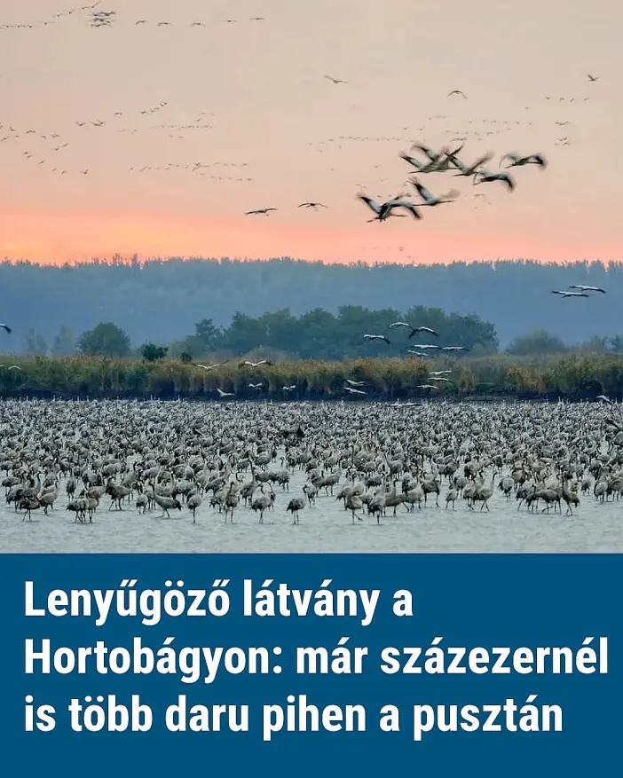 darukhortobagy9395 n