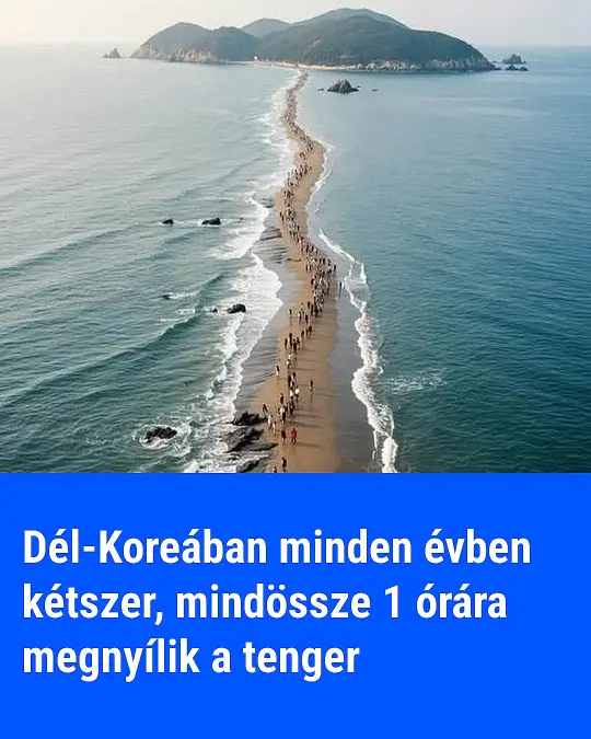 delkorea17794147062 n