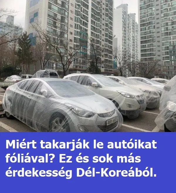 dkoreafolia234234241 7