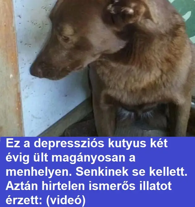 kutya 6997421588689266553 n 526x381