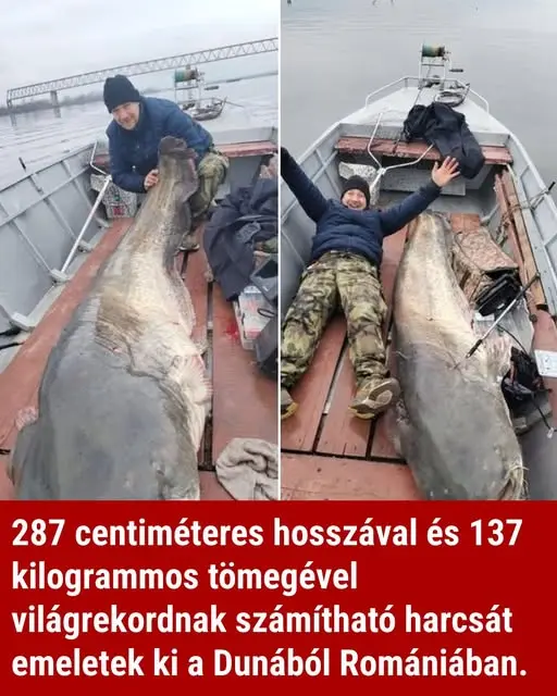 oriasharcsa9845279581 n