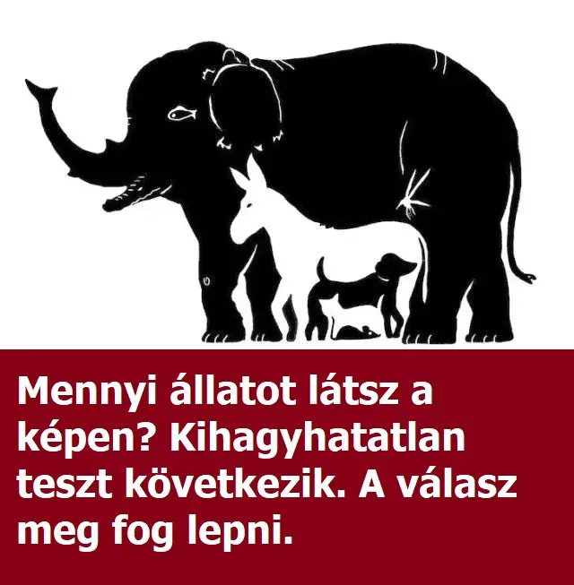 allatok teszt belso