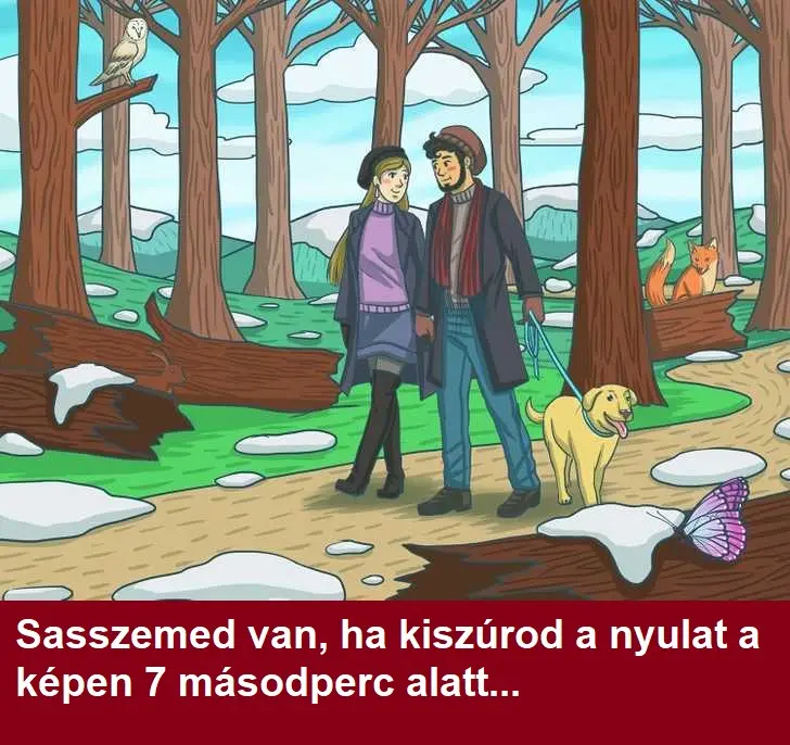 sasszemed nyul a kepen 1