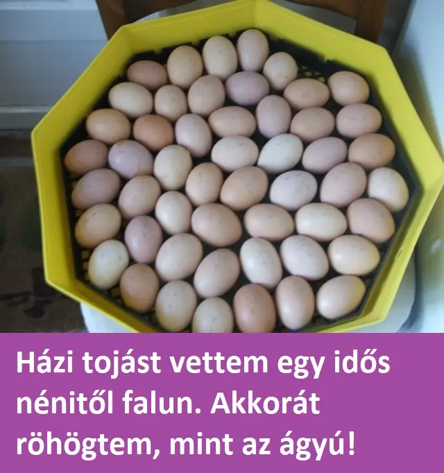 tojasook5a0